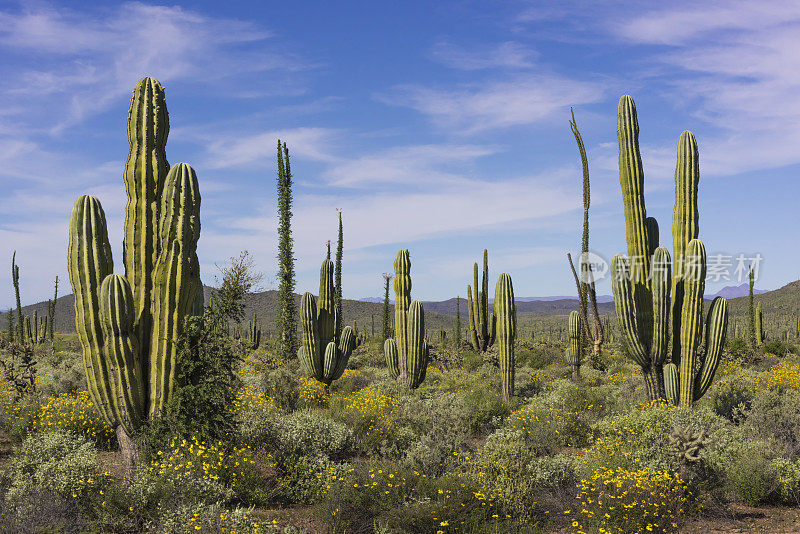 下加利福尼亚的几个Cardón Cacti和Boojums